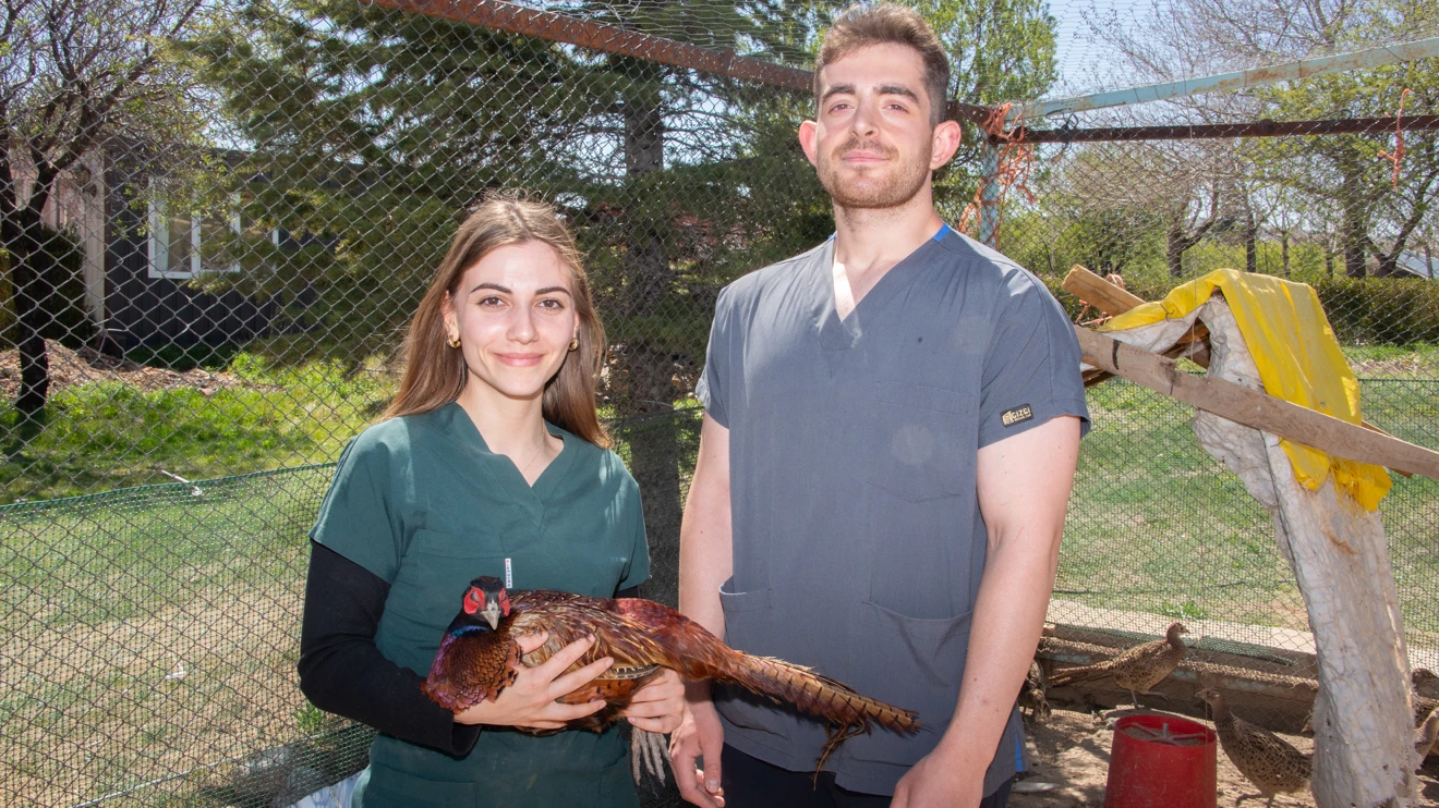 Selçuk Üniversitesi yine öncü oldu: sülün üretimi yaygınlaşıyor